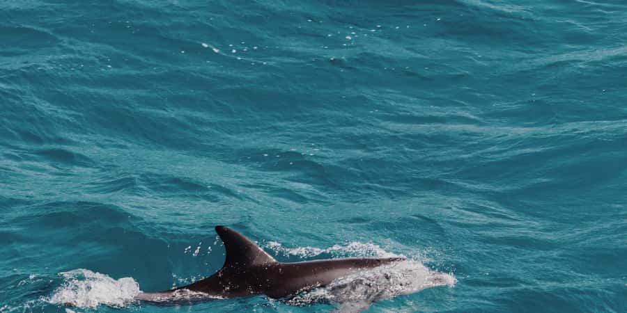 Muscat: Dolphin Watching Boat Tour - The first ride out to the dolphins