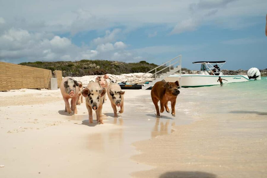 Nassau: Swimming Pigs, Snorkeling, Lunch, & Beach Boat Tour - How long the outing really takes
