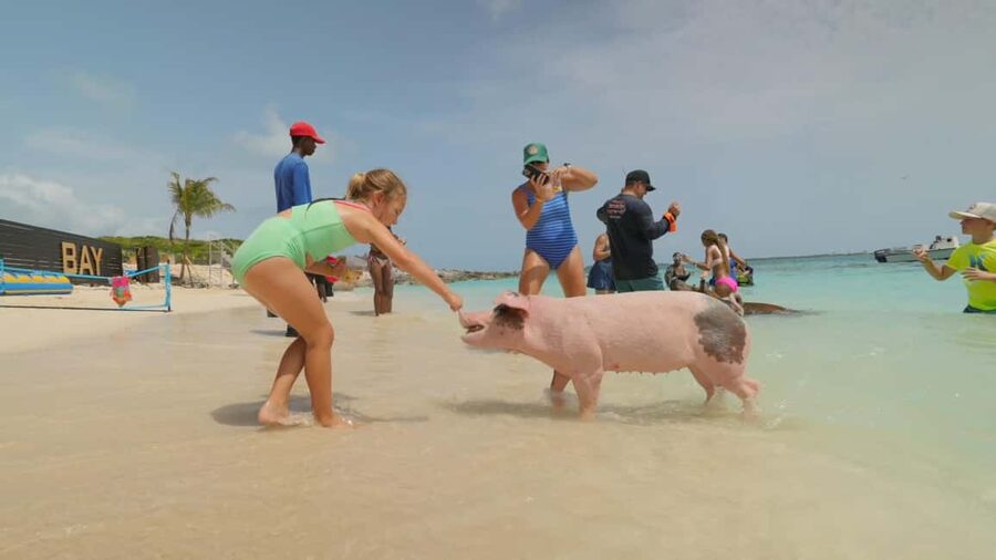 Nassau: Swimming Pigs, Snorkeling, Lunch, & Beach Boat Tour - Who should book this experience