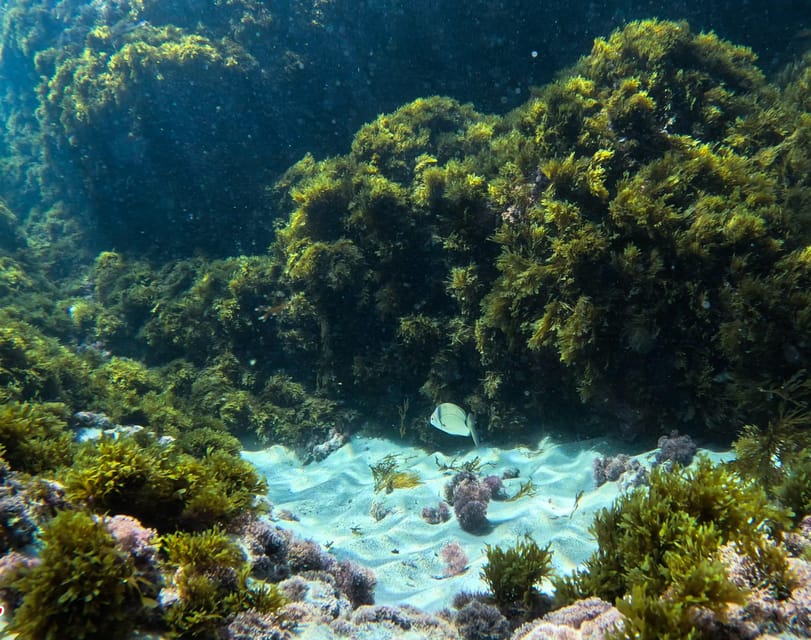 Nerja-Maro: Snorkeling & Sea Scooter Speedboat Trip - Price, value, and who should book