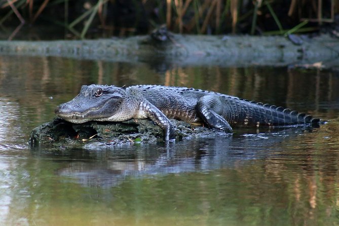 New Orleans Airboat Ride - Birds, turtles, snakes, and the wider bayou
