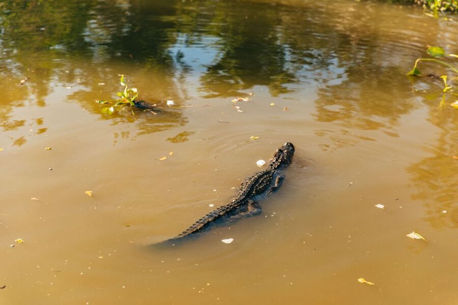 New Orleans: Guided Swamp Cruise by Tour Boat - What makes this swamp cruise worth your time