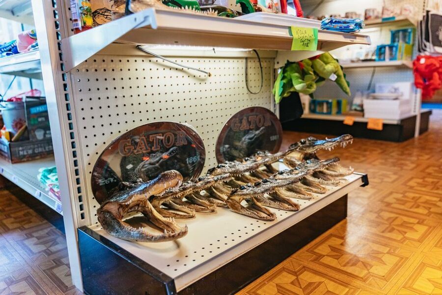 New Orleans: Guided Swamp Cruise by Tour Boat - How the $35 price works as a day outing