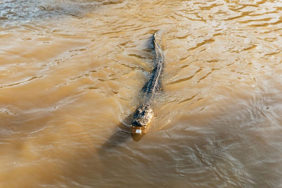 New Orleans: Guided Swamp Cruise by Tour Boat - At 9706 Barataria Boulevard
