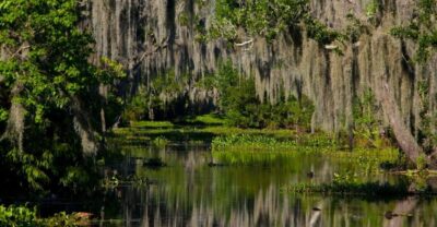 High Speed 16 Passenger Airboat Ride