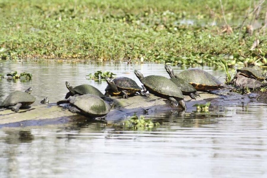 New Orleans: High Speed 16 Passenger Airboat Ride - How much value do you get for $65?