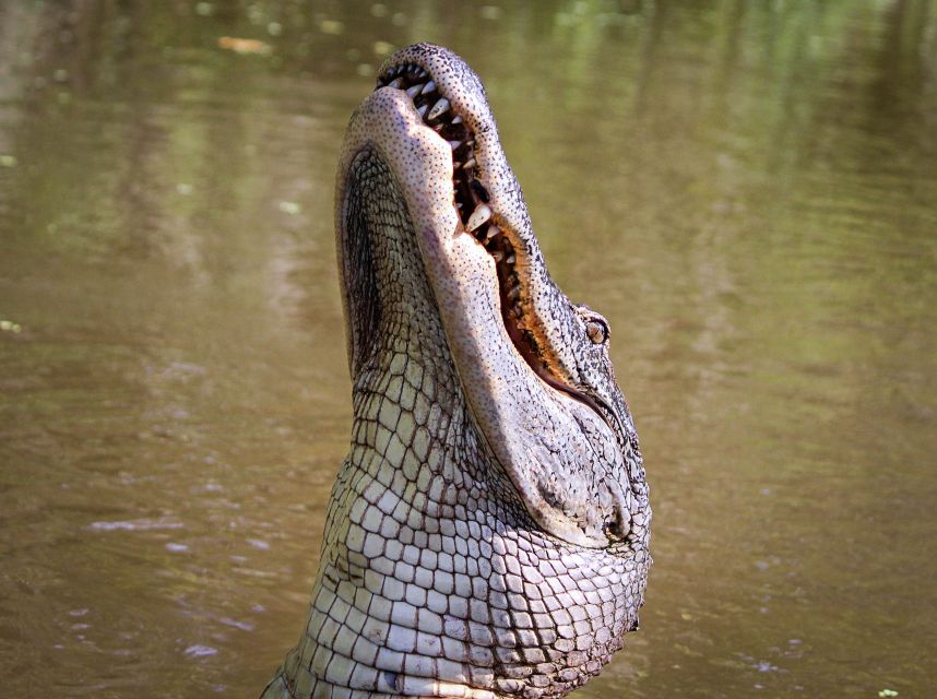 New Orleans: High Speed 16 Passenger Airboat Ride - Who will enjoy this airboat ride most?
