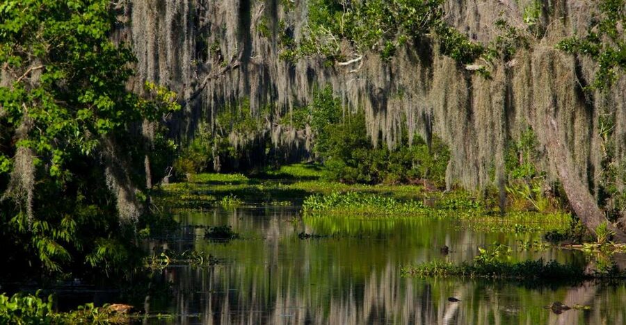 New Orleans: High Speed 16 Passenger Airboat Ride - What the 16-passenger airboat feels like