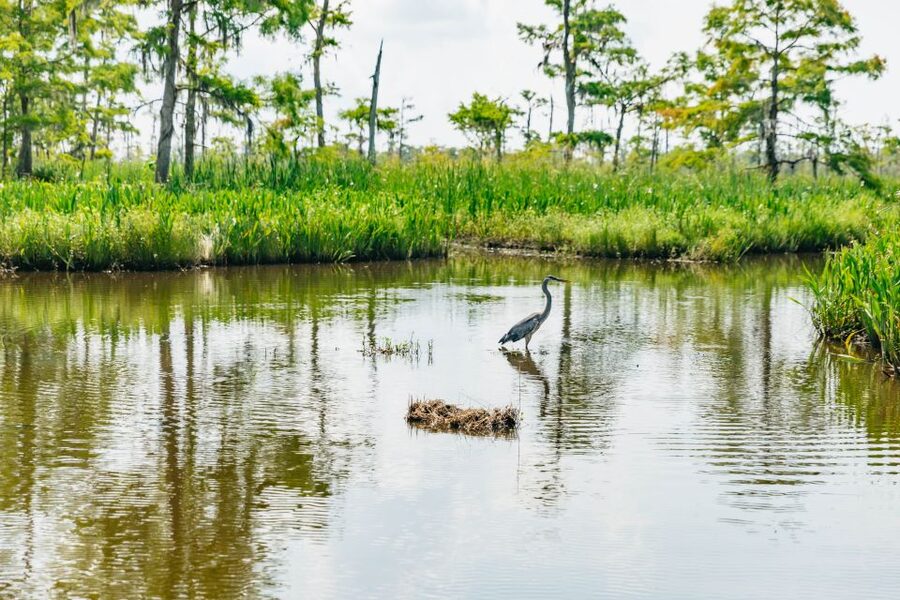 New Orleans: High Speed 9 Passenger Airboat Tour - Stories about Cajun life and the swamp