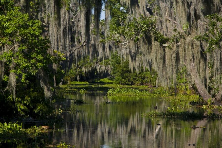 New Orleans: High Speed 9 Passenger Airboat Tour - What the weather and season change