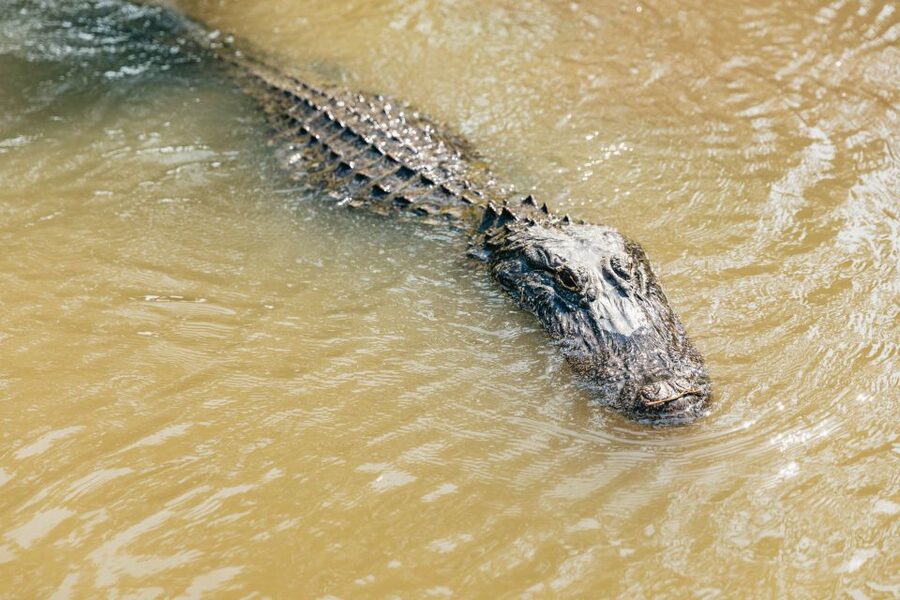 New Orleans: High Speed 9 Passenger Airboat Tour - Why a nine-person airboat matters