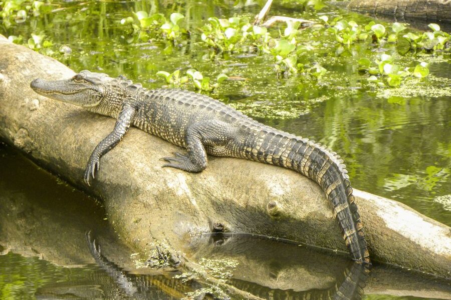 New Orleans Manchac Bayou Swamp Cruise W/ Optional Pick-Up - The ride from New Orleans to Cajun Pride