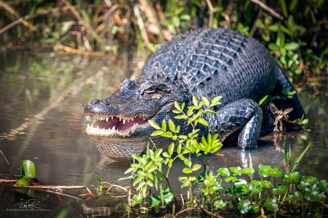 New Orleans Self-Transport Swamp and Bayou Boat Tour - A 22-passenger boat made for narrow channels
