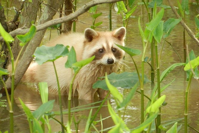 New Orleans Swamp and Bayou Boat Tour with Transportation - What the winter season changes