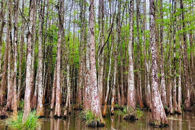 New Orleans Swamp and Bayou Boat Tour with Transportation - Is $70.12 good value?