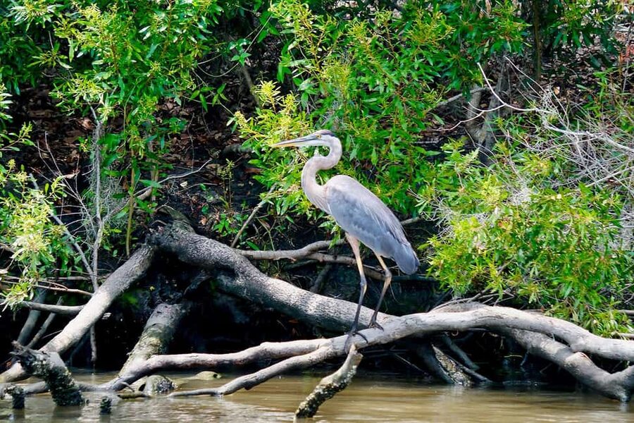 New Orleans: Swamp Boat Ride & Oak Alley Plantation Tour - Alligators are the main event