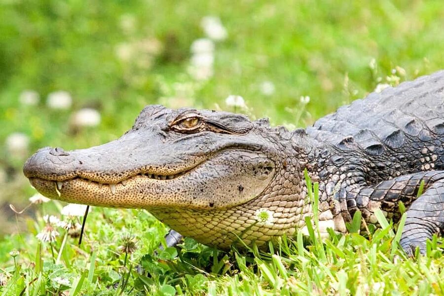 New Orleans: Swamp Boat Ride & Oak Alley Plantation Tour - Who will enjoy this day most
