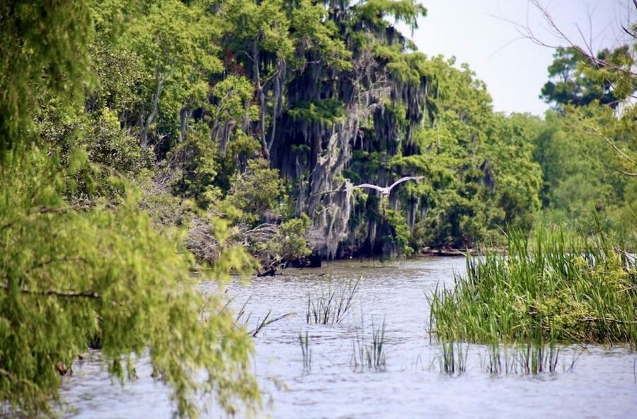 New Orleans: Swamp Tour on Covered Pontoon Boat - Who should book this swamp tour?