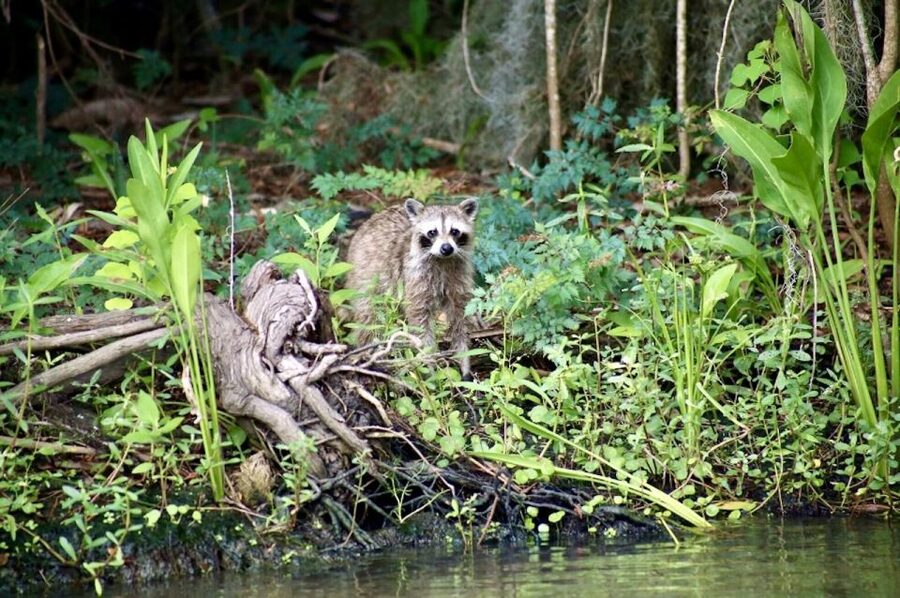New Orleans: Swamp Tour on Covered Pontoon Boat - What you see during the 90-minute swamp ride