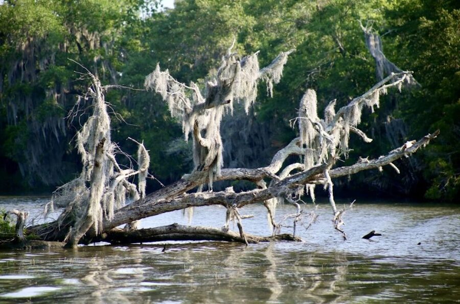 New Orleans: Swamp Tour on Covered Pontoon Boat - The guides make the difference