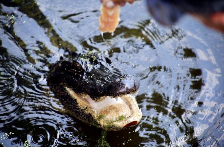New Orleans: Swamp Tour on Covered Pontoon Boat - Pontoon or airboat?