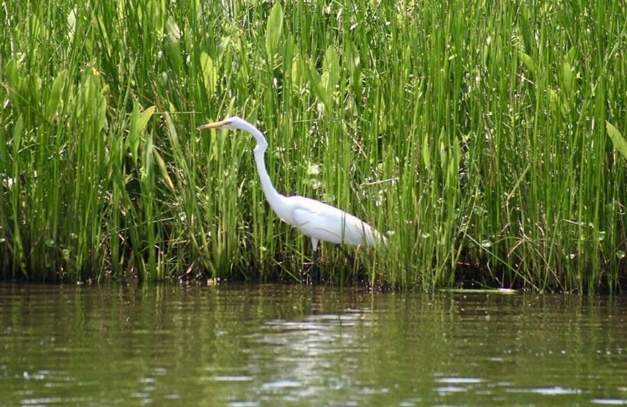 New Orleans: Swamp Tour on Covered Pontoon Boat - Value at $35 per person