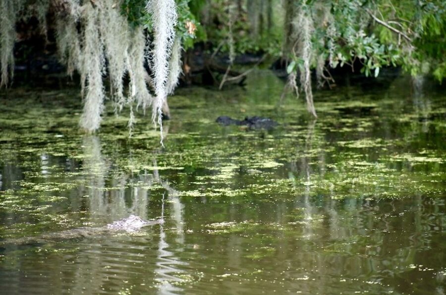 New Orleans: Swamp Tour on Covered Pontoon Boat - The ride from New Orleans to Adventures of Jean Lafitte