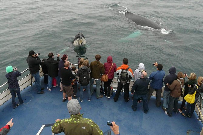 Newfoundland Puffin and Whale Watch Cruise - Quick points to know