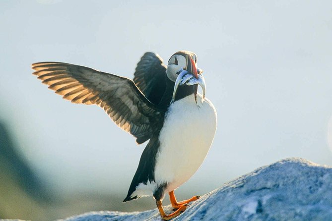 Newfoundland Puffin and Whale Watch Cruise - Witless Bay Ecological Reserve and Gull Island
