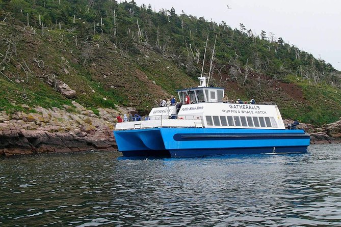 Newfoundland Puffin and Whale Watch Cruise - Iceberg Alley in May and June