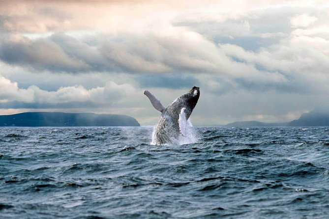 Newfoundland Puffin and Whale Watch Cruise - Whale watching from mid-June through mid-August