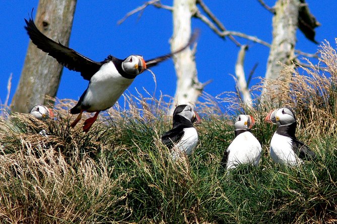 Newfoundland Puffin and Whale Watch Cruise - The crew, commentary, and Newfoundland character