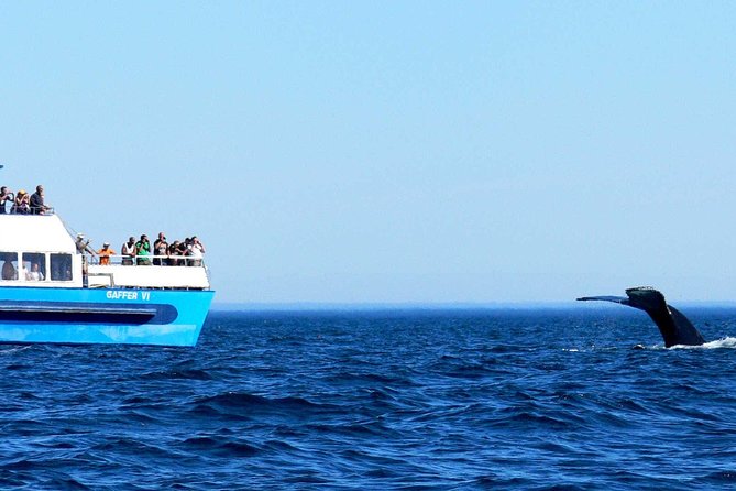 Newfoundland Puffin and Whale Watch Cruise - Price, group size, and overall value