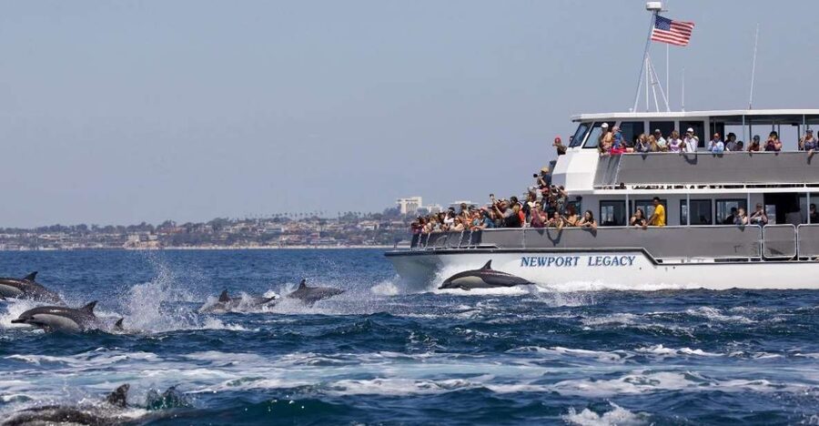 Newport Beach: Whale and Dolphin-Watching Cruise - The best parts of this Newport Beach cruise