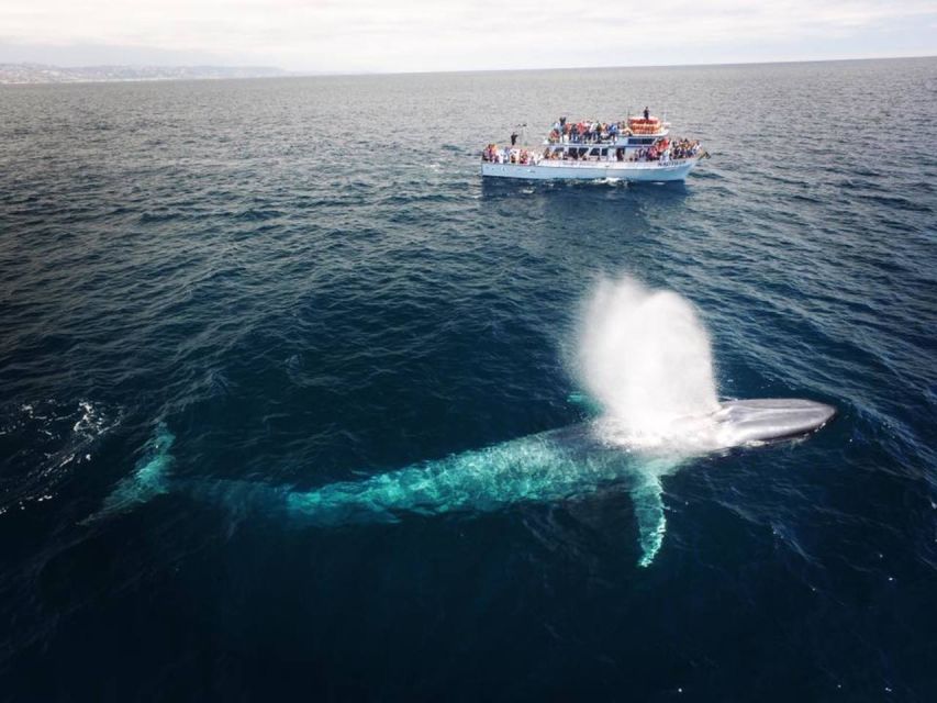Newport Beach: Whale and Dolphin-Watching Cruise - Why Newport Harbor is a smart place to watch wildlife