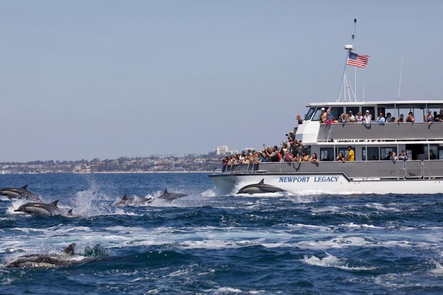 Newport Beach: Whale and Dolphin-Watching Cruise - Whales, dolphins, and the seasonal picture