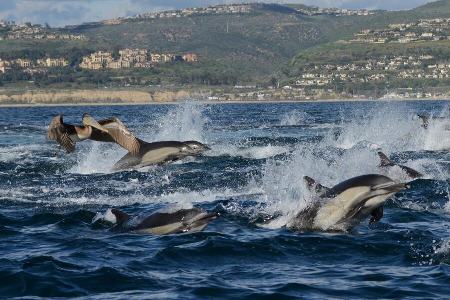Newport Beach: Whale and Dolphin-Watching Cruise - The boat ride and onboard guidance