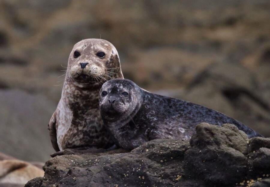 Newport Beach: Whale and Dolphin-Watching Cruise - Following the route from Balboa to Laguna