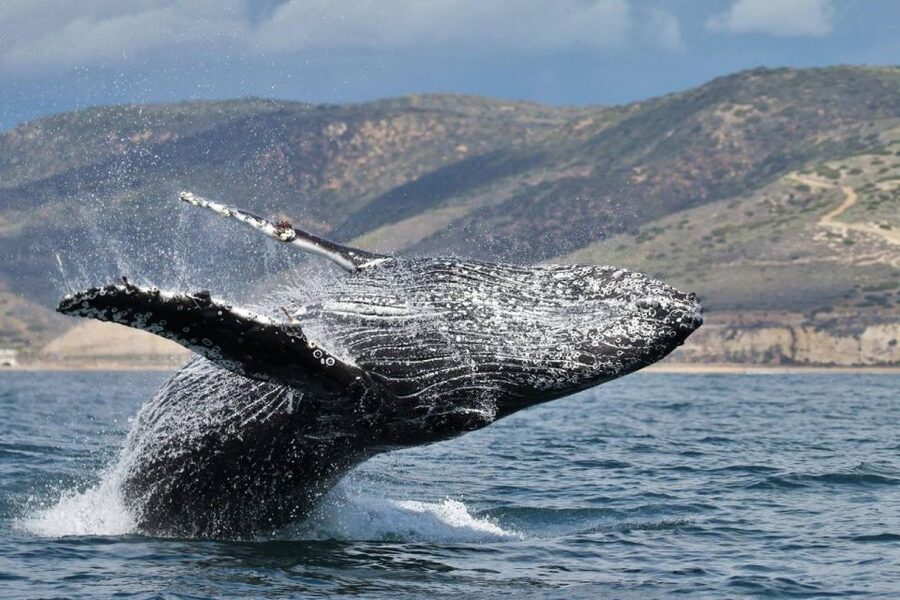 Newport Beach: Whale and Dolphin-Watching Cruise - Parking and finding the dock without stress