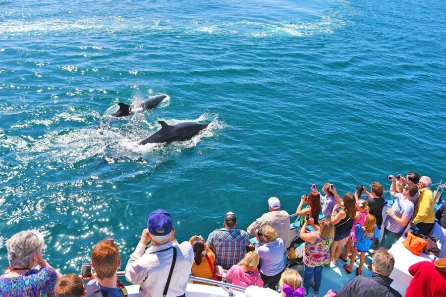 Newport Beach: Whale and Dolphin-Watching Cruise - What to bring for a more comfortable trip