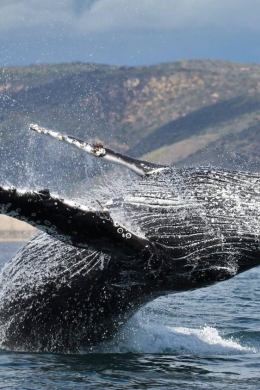 Newport Beach: Whale and Dolphin-Watching Cruise - What the 150-minute outing feels like