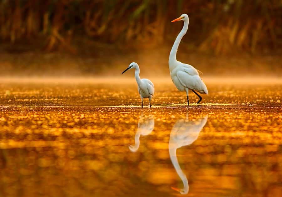 Noosa: Afternoon Cruise through the Noosa Everglades - Boarding the eco safari vessel