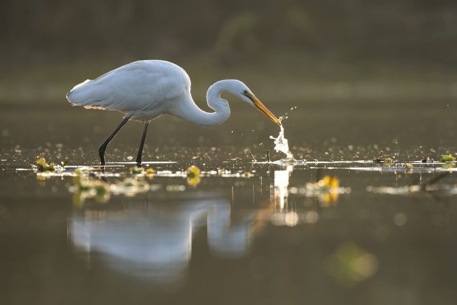 Noosa: Afternoon Cruise through the Noosa Everglades - Rain, sun, and the best conditions