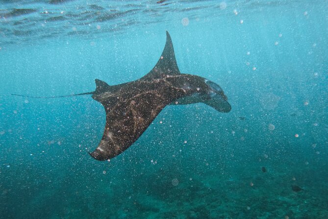 Nusa Penida day trip: boat, 4 snorkeling, Manta rays & Land tour - Four snorkeling stops packed into one Nusa Penida day