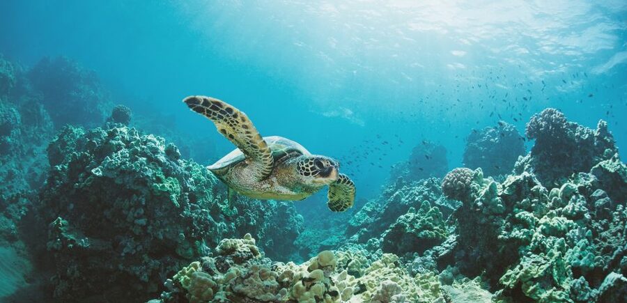 Oahu: Turtle Canyon Snorkeling Boat Tour - Turtle Canyon Snorkeling Boat Tour at a Glance