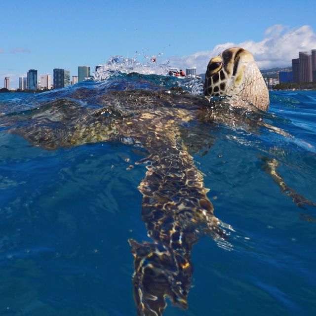 Oahu: Turtle Canyon Snorkeling Boat Tour - Searching for Turtles at the Cleaning Station