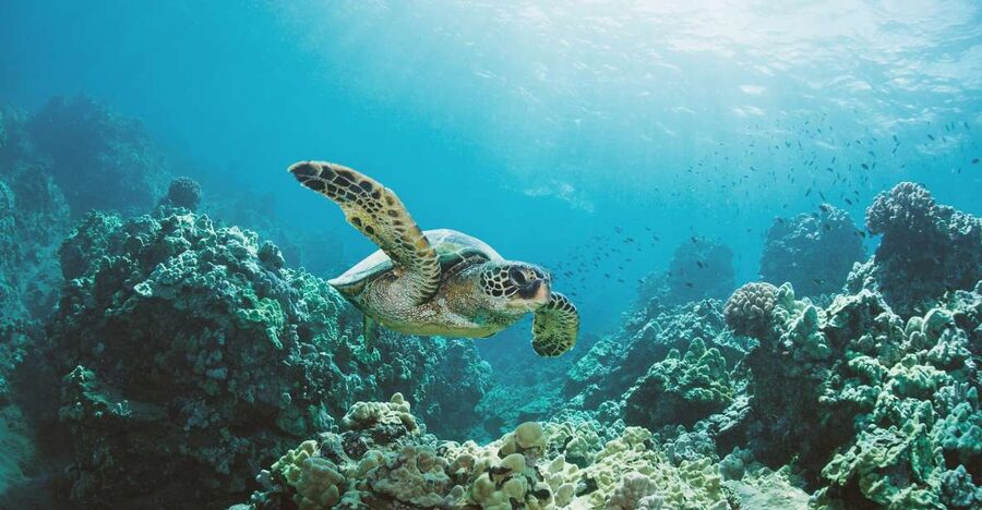 Oahu: Turtle Canyon Snorkeling Boat Tour - Practical Tips for a Better Morning