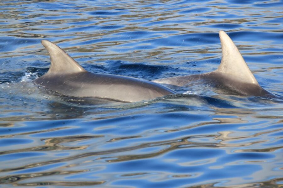 Olbia: Dolphin Watching and Snorkeling Boat Tour - Key points to know before you book