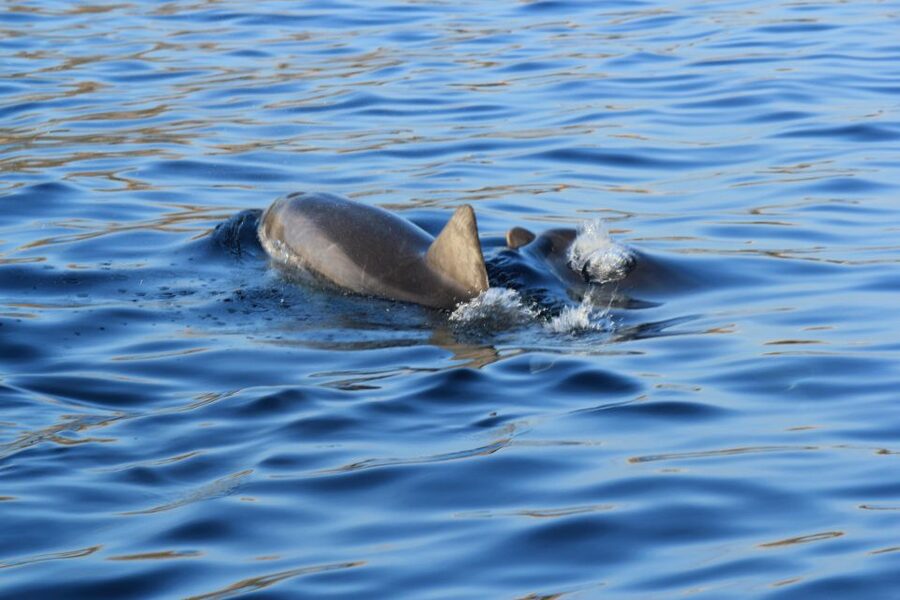 Olbia: Dolphin Watching and Snorkeling Boat Tour - Why this Olbia boat trip works so well