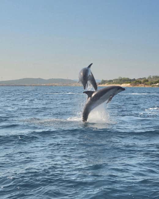 Olbia: Dolphin Watching & Snorkeling Boat Tour near Figarolo - Key points to know before you book